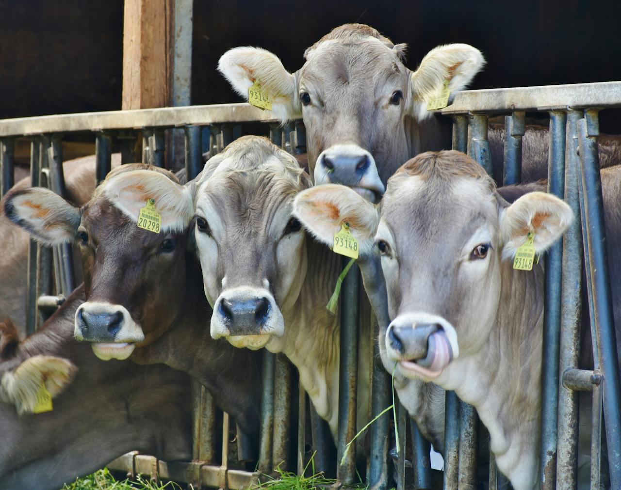 Close-up of four brown cows with ear tags standing in a barn, eating grass.